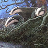 Badgers